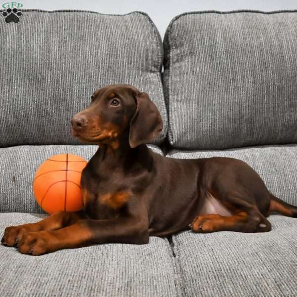 Cooper, Doberman Pinscher Puppy